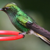 Coppery-headed Emerald